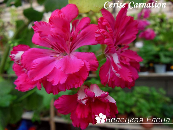 Cerise Carnation